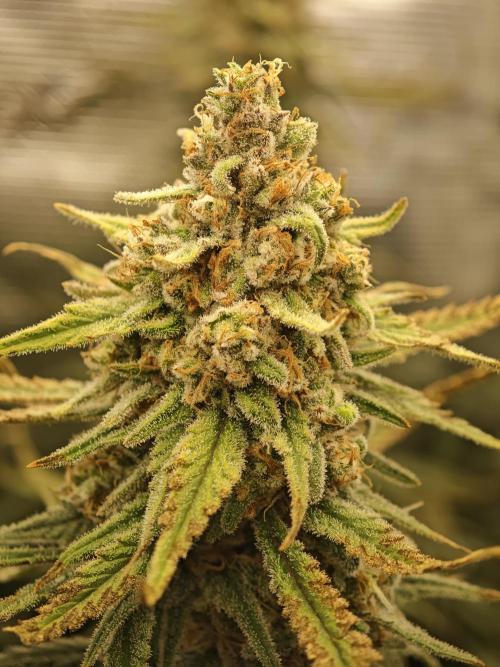 Rainbow Sherbert #11 / Kannabia / Indoor. Week 20