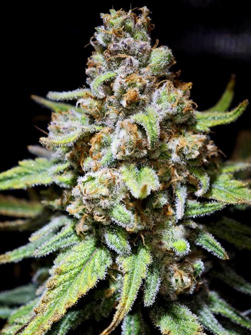 Rainbow Sherbert #11 / Kannabia / Indoor. Week 20