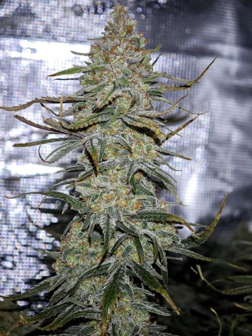 Rainbow Sherbert #11 / Kannabia / Indoor. Week 20