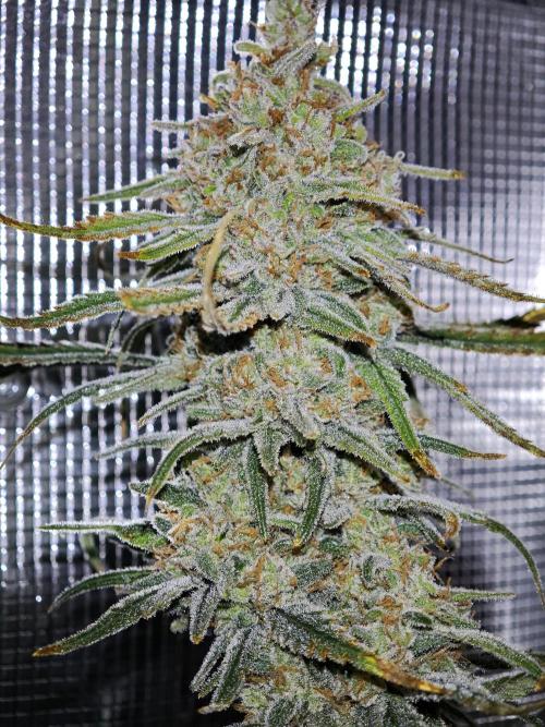 Rainbow Sherbert #11 / Kannabia / Indoor. Week 20