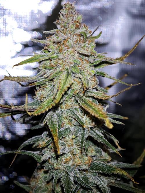 Rainbow Sherbert #11 / Kannabia / Indoor. Week 20