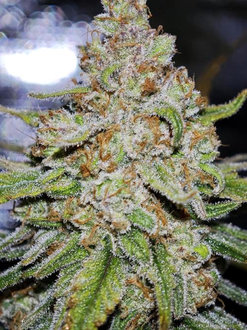 Rainbow Sherbert #11 / Kannabia / Indoor. Week 20