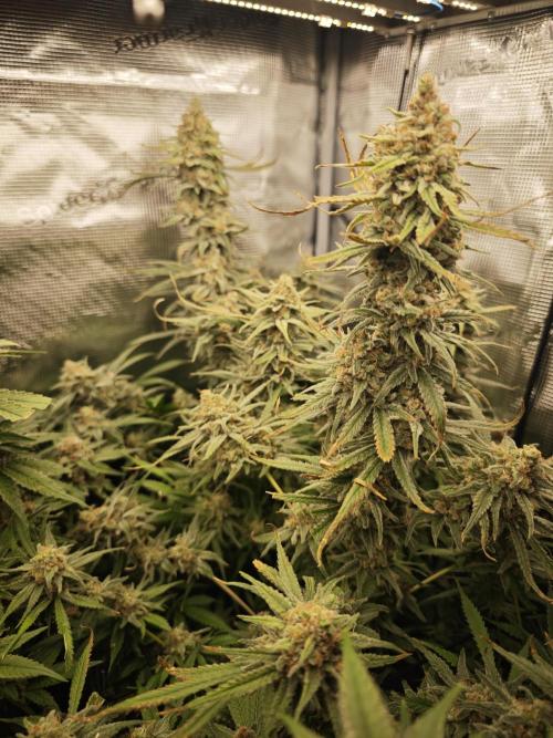 Rainbow Sherbert #11 / Kannabia / Indoor. Week 20