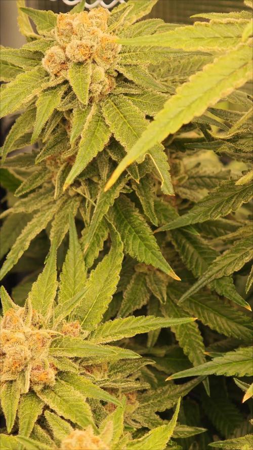Pink Gelato / Kannabia / Indoor