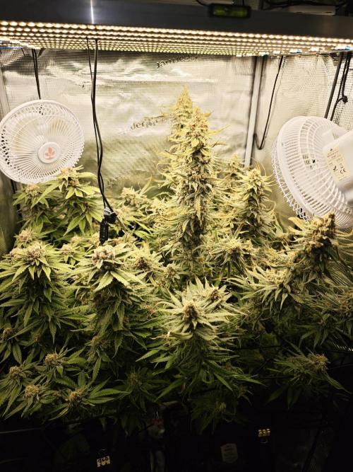 Pink Gelato / Kannabia / Indoor. Week 21
