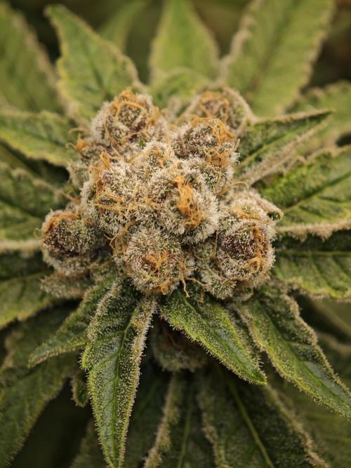 Pink Gelato / Kannabia / Indoor. Week 21