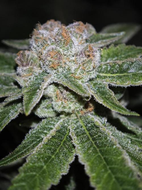 Pink Gelato / Kannabia / Indoor. Week 21