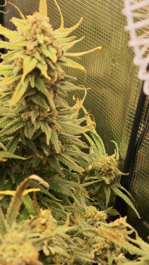 Rainbow Sherbert #11 / Kannabia / Indoor