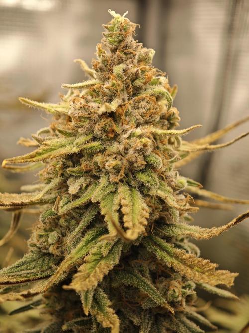Rainbow Sherbert #11 / Kannabia / Indoor. Week 21