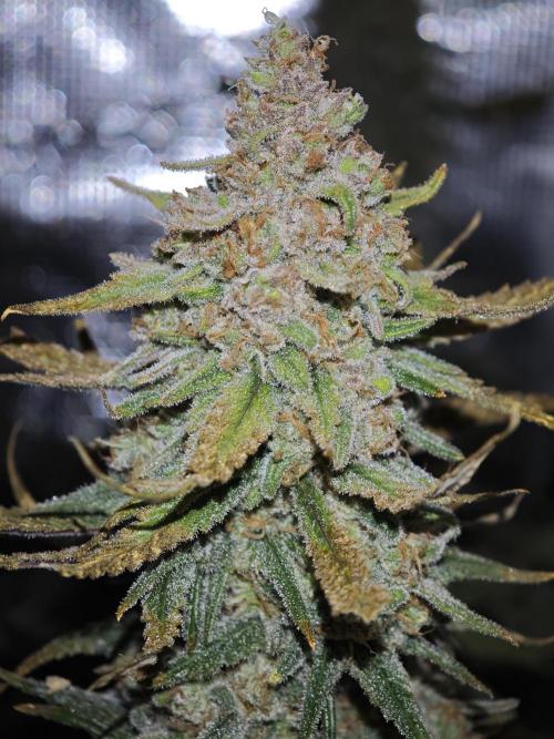 Rainbow Sherbert #11 / Kannabia / Indoor. Week 21