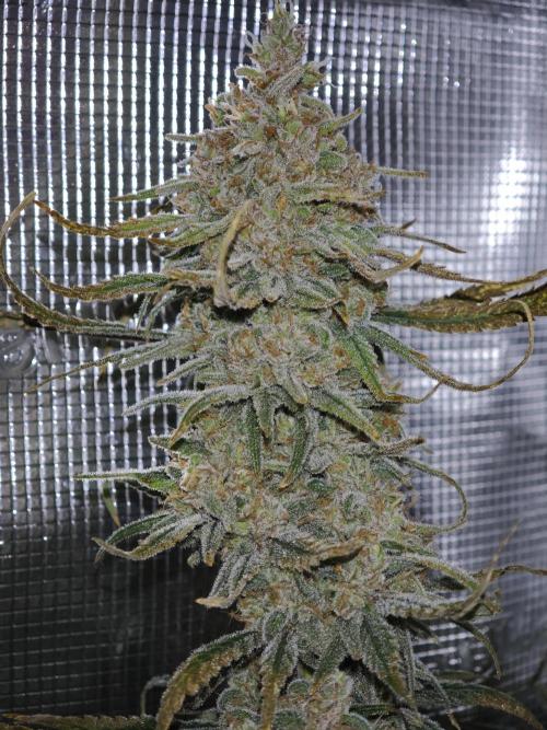 Rainbow Sherbert #11 / Kannabia / Indoor. Week 21