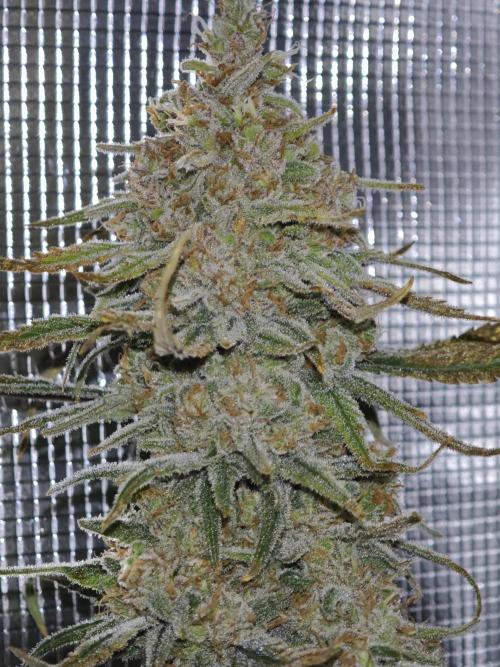 RS11 (Rainbow Sherbert #11). Week 21