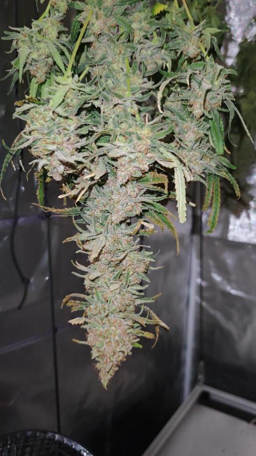 Rainbow Sherbert #11 / Kannabia / Indoor