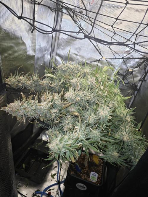 Rainbow Sherbert #11 / Kannabia / Indoor. Week 22