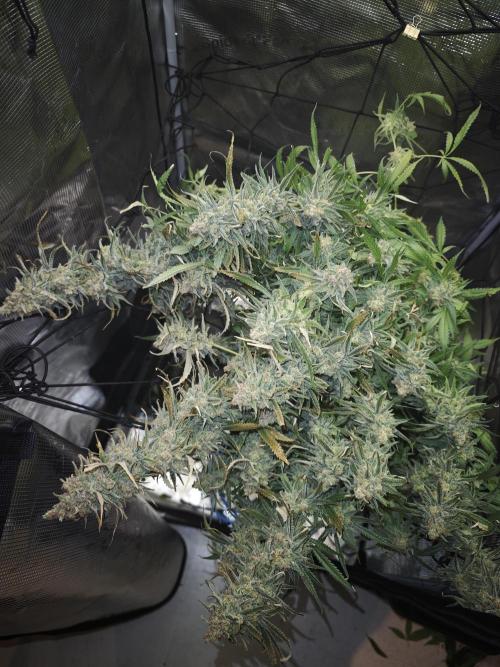 Rainbow Sherbert #11 / Kannabia / Indoor. Week 22