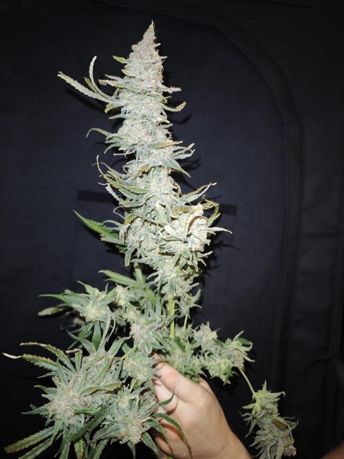 Rainbow Sherbert #11 / Kannabia / Indoor. Week 22