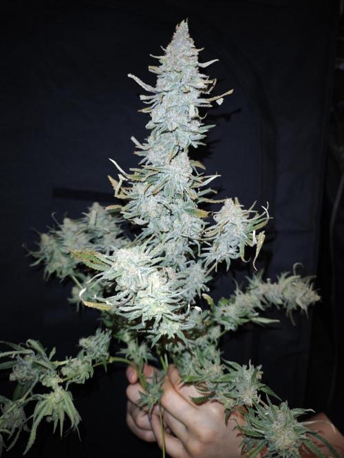 Rainbow Sherbert #11 / Kannabia / Indoor. Week 22