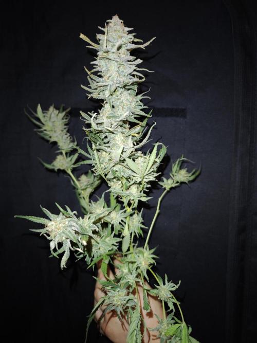Rainbow Sherbert #11 / Kannabia / Indoor. Week 22