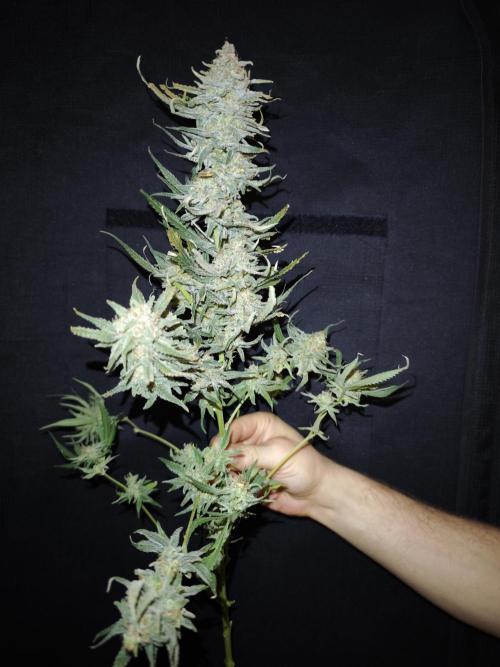 Rainbow Sherbert #11 / Kannabia / Indoor. Week 22