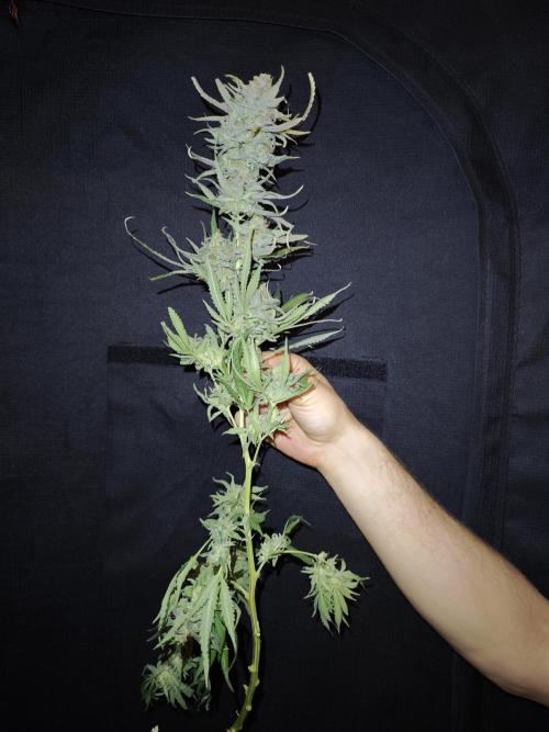 Rainbow Sherbert #11 / Kannabia / Indoor. Week 22