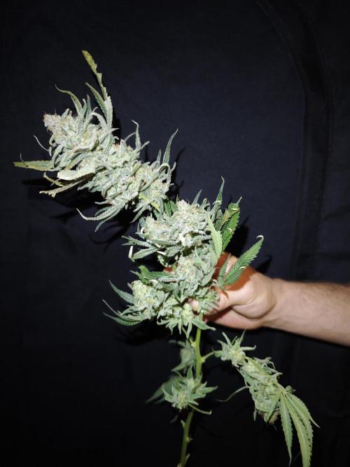 Rainbow Sherbert #11 / Kannabia / Indoor. Week 22