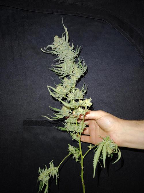Rainbow Sherbert #11 / Kannabia / Indoor. Week 22