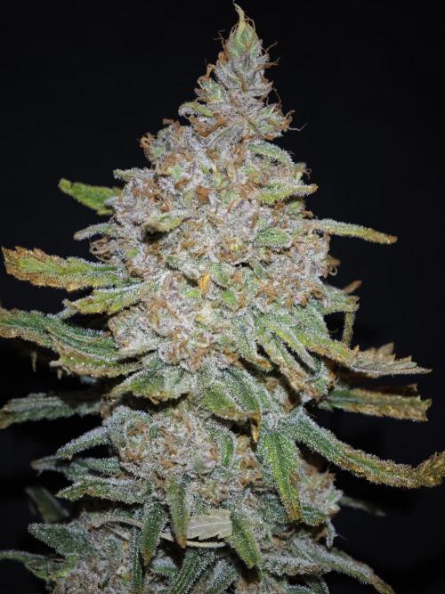 Rainbow Sherbert #11 / Kannabia / Indoor. Week 22