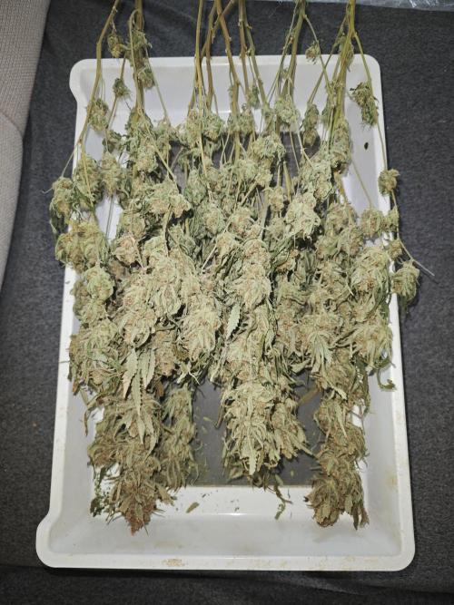 Rainbow Sherbert #11 / Kannabia / Indoor. Week 22