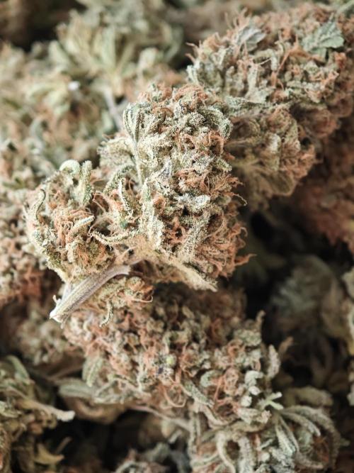 Rainbow Sherbert #11 / Kannabia / Indoor. Week 22
