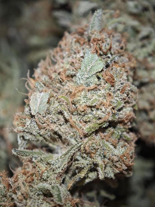 Rainbow Sherbert #11 / Kannabia / Indoor. Week 22