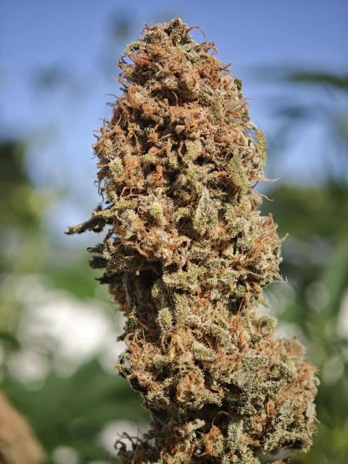 Rainbow Sherbert #11 / Kannabia / Indoor. Week 22