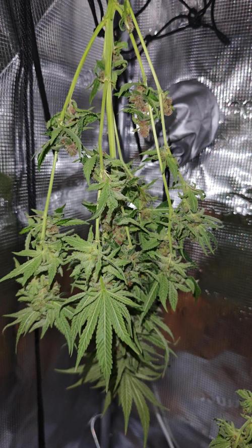 Pink Gelato / Kannabia / Indoor