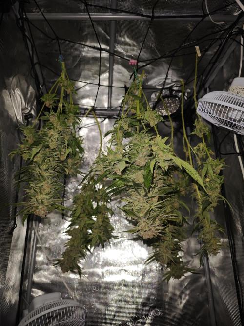 Pink Gelato / Kannabia / Indoor. Week 22