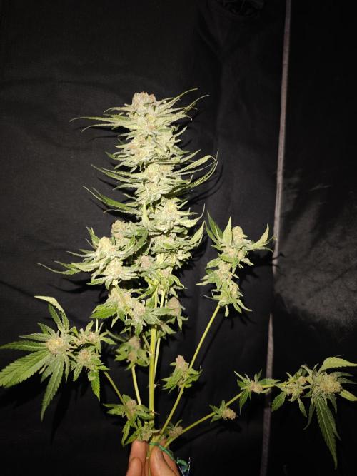 Pink Gelato / Kannabia / Indoor. Week 22