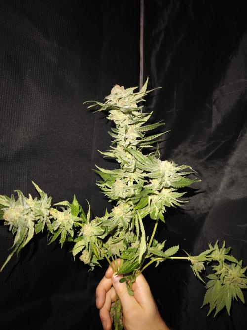 Pink Gelato / Kannabia / Indoor. Week 22
