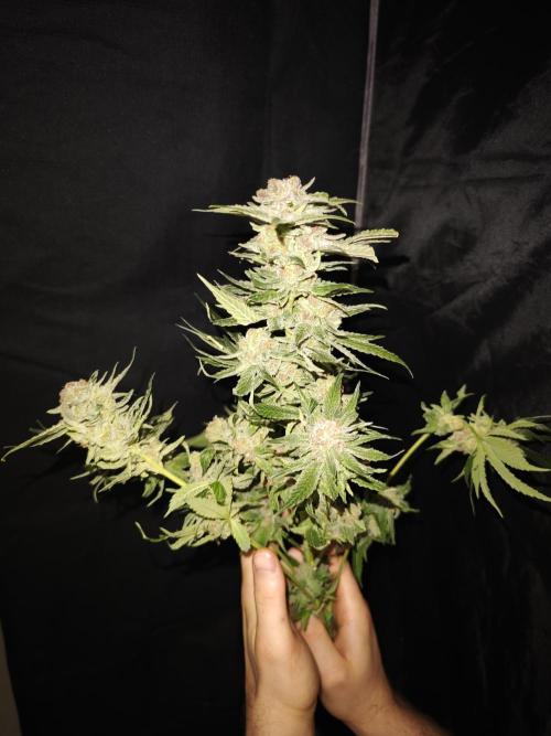 Pink Gelato / Kannabia / Indoor. Week 22