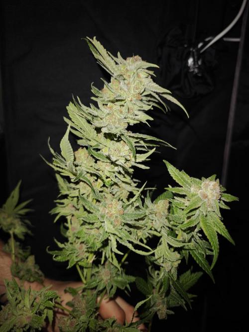 Pink Gelato / Kannabia / Indoor. Week 22