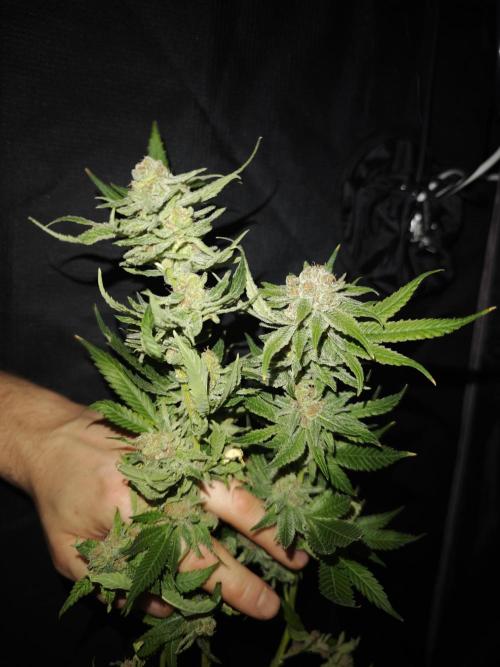 Pink Gelato / Kannabia / Indoor. Week 22