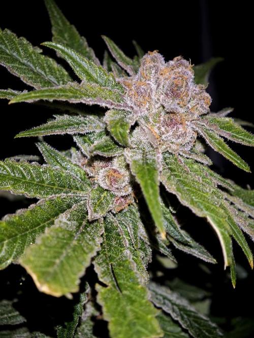 Pink Gelato / Kannabia / Indoor. Week 22