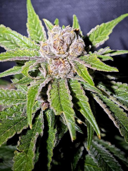 Pink Gelato / Kannabia / Indoor. Week 22