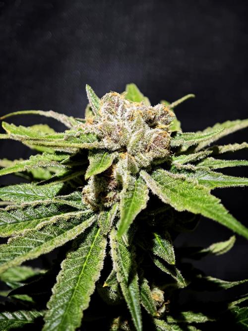 Pink Gelato / Kannabia / Indoor. Week 22
