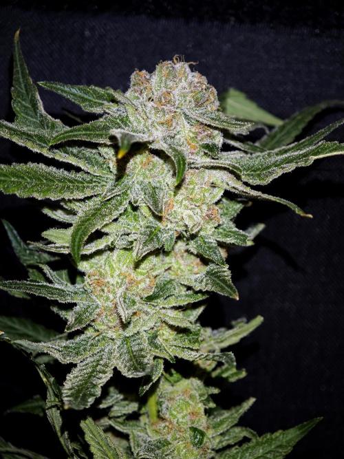 Pink Gelato / Kannabia / Indoor. Week 22