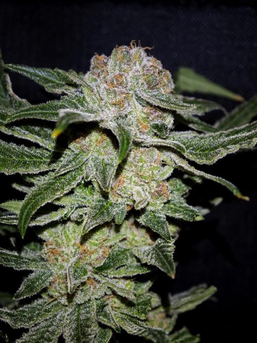 Pink Gelato / Kannabia / Indoor. Week 22