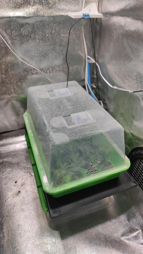 🌱 King Z — A Med. Bagseed Experiment 🌱. Week 0