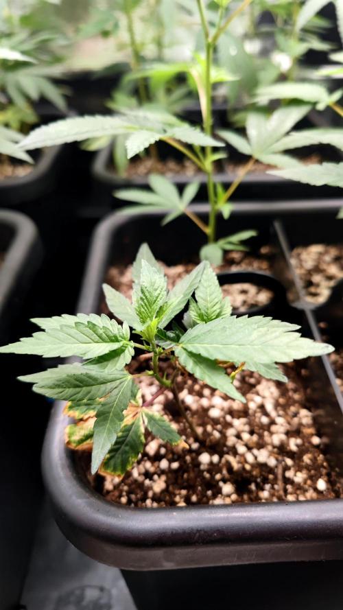 🌱 King Z — A Med. Bagseed Experiment 🌱. Week 4