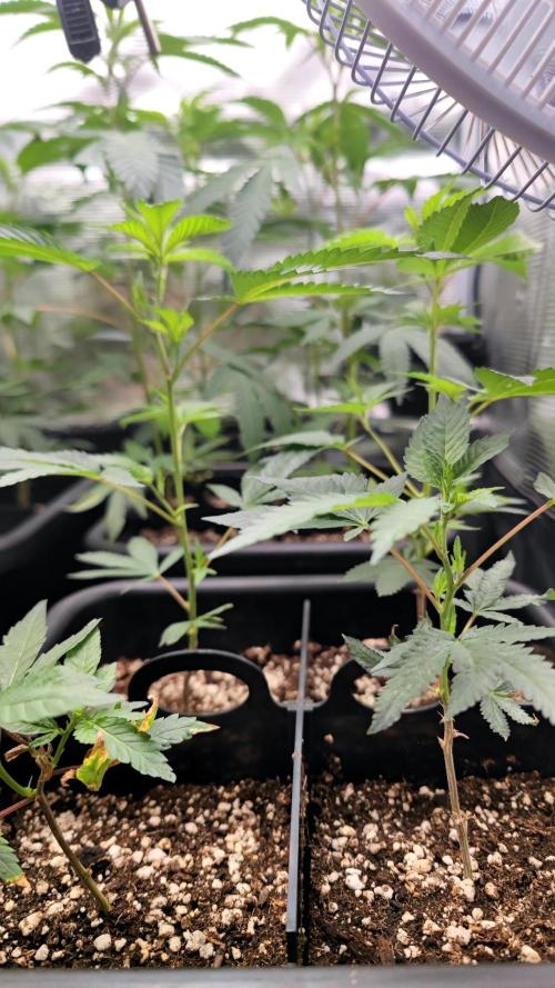 🌱 King Z — A Med. Bagseed Experiment 🌱. Week 4