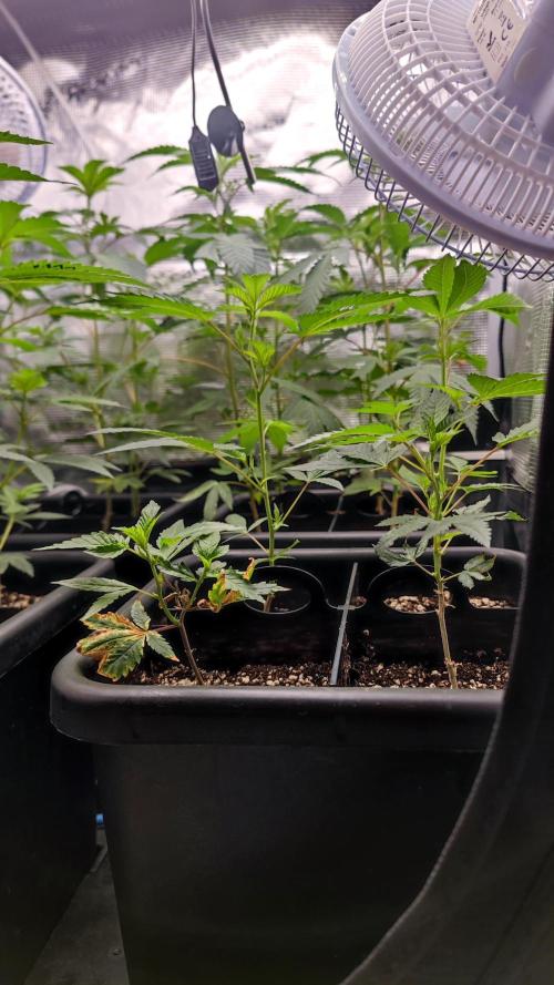 🌱 King Z — A Med. Bagseed Experiment 🌱. Week 4