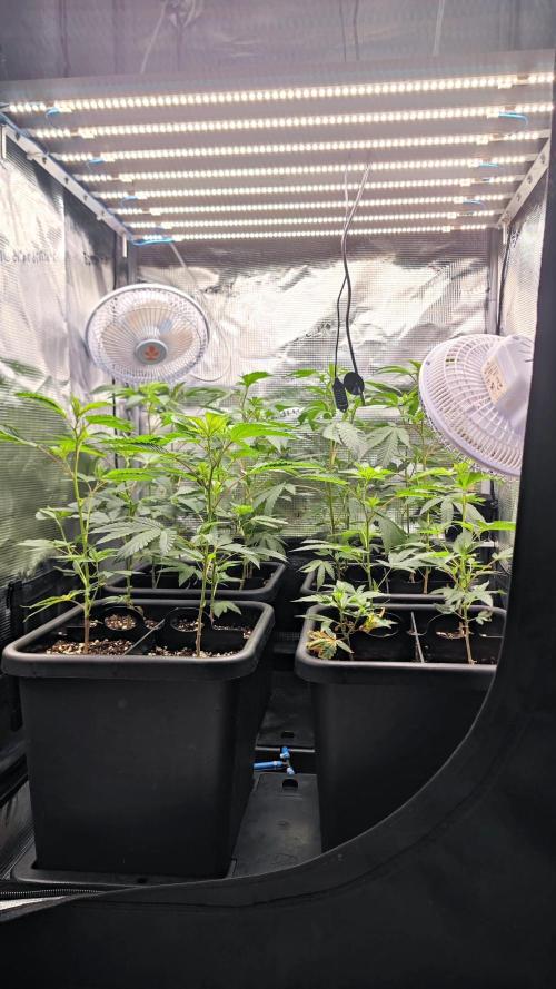 🌱 King Z — A Med. Bagseed Experiment 🌱. Week 4