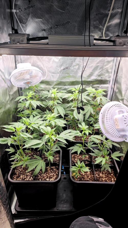🌱 King Z — A Med. Bagseed Experiment 🌱. Week 4