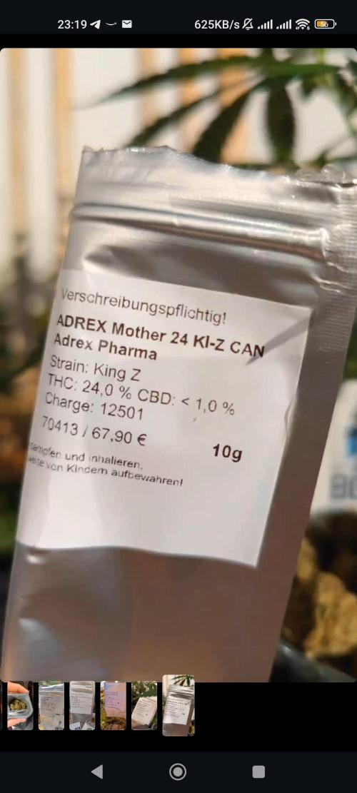 🌱 King Z — A Med. Bagseed Experiment 🌱. Week 0